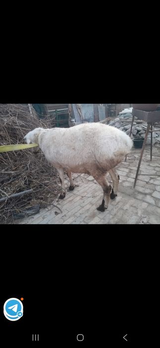 Ок кучкор сотилади юз фоиз соглом йейишига гап йук