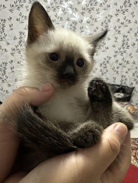 Отдам котят в хорошие добрые руки