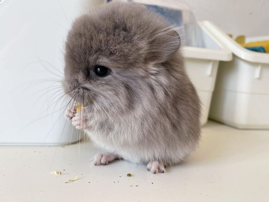 Шиншиллы маленькие