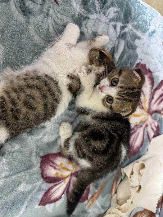 Продаются котята скоттиш фолд веслоухие(загнутые ушки)