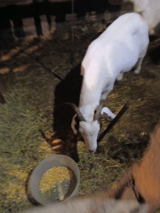 Capra boier de vanzare