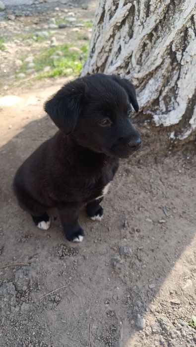 Отдам щенка в добрые руки