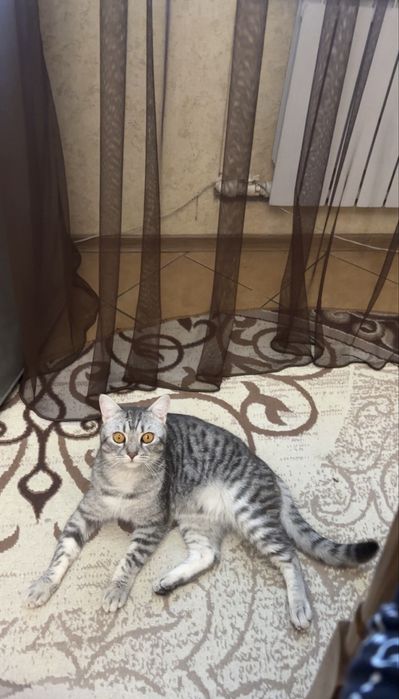 Отдам кота в хорошие руки