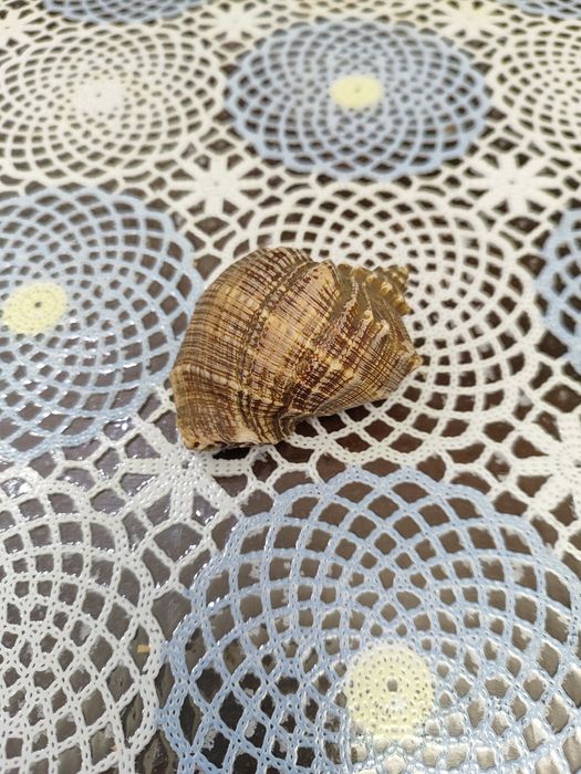 Продам Ракушки, Срочно!