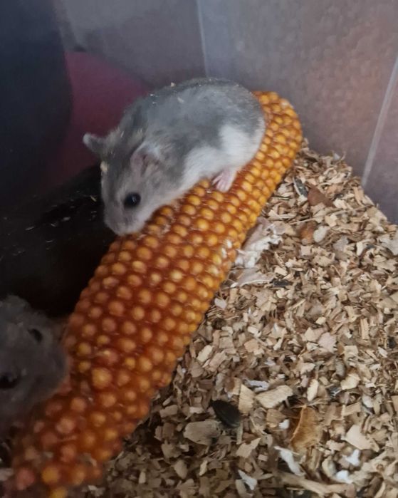 Puiuti de Hamster pitic