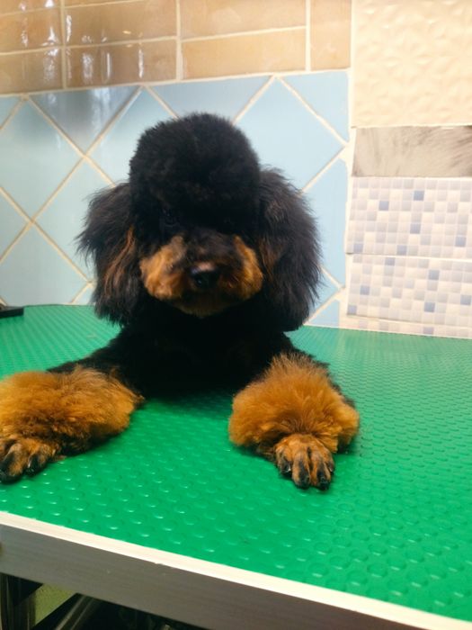 Девочка той пудель