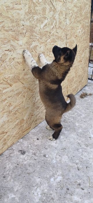 Малыши разных пород