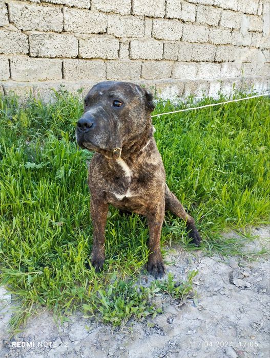 Pit bul emlangan soglom