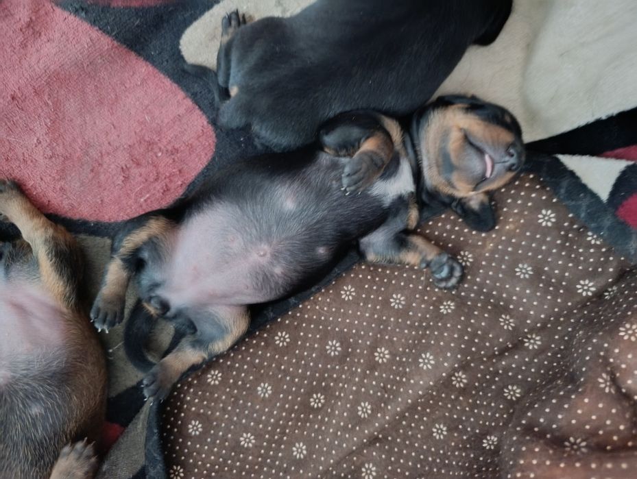 Щенки таксы.Классные!