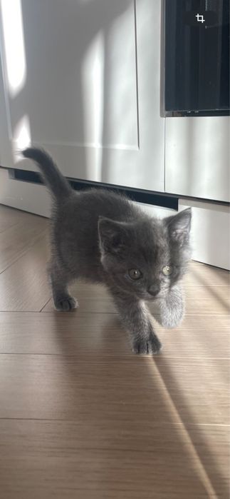 Продам маленького котенка