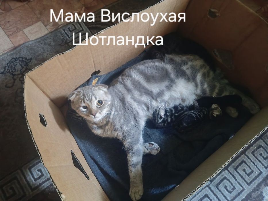 Продам Породистых Котят