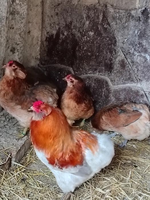 Vând ouă de araucana