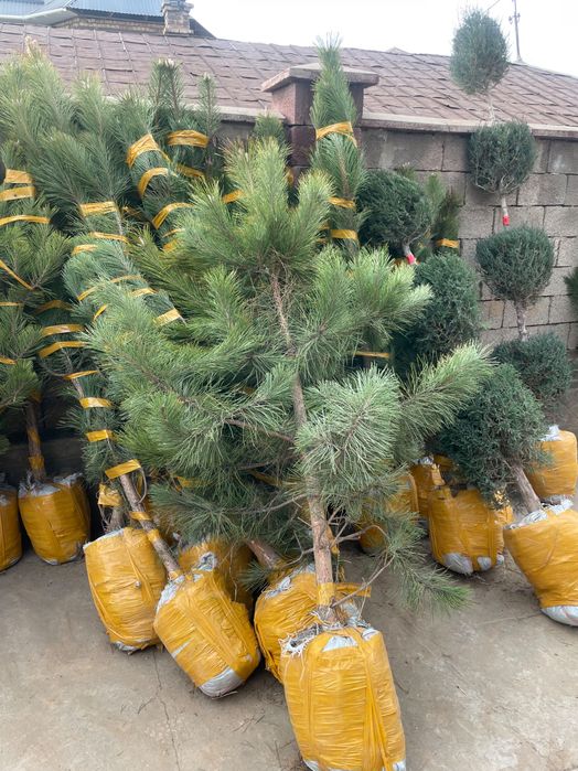 Саженцы көшет барлық түрлері бар