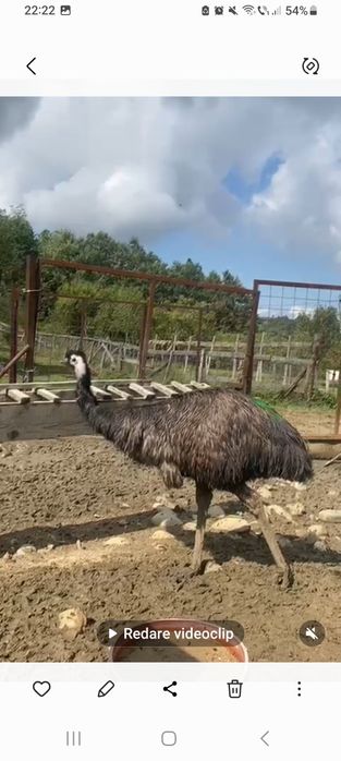 Oua și familia de  struți Emu