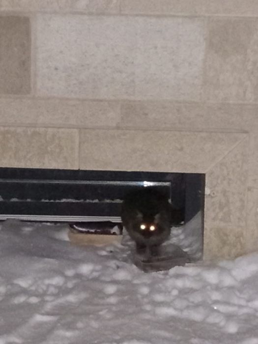 Спасите котёнка, доставка