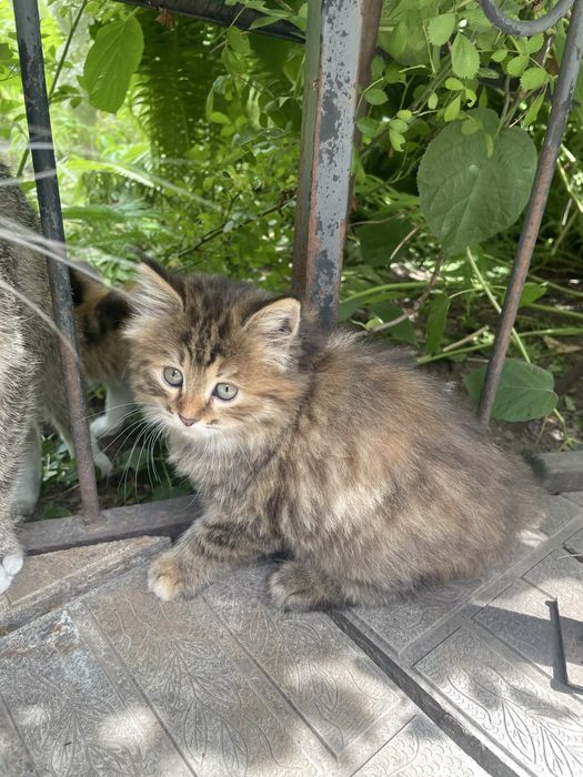 Котята в хорошие руки