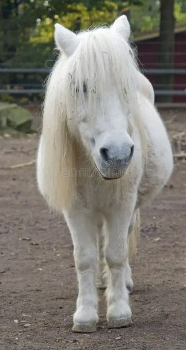 Продам пони Красавчик жеребец +кобылки Шетлендский