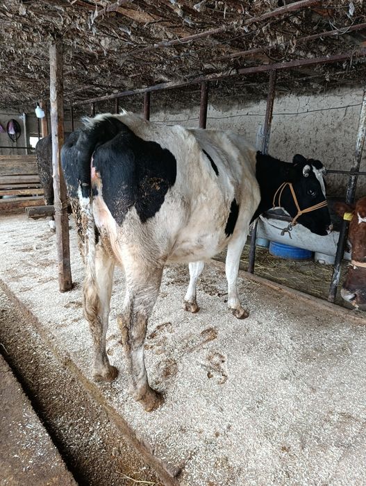 Корова Сиыр КРС.