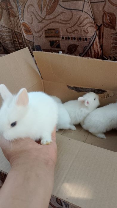 Кролики декоративные