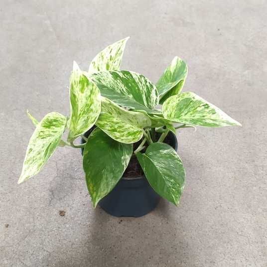 Эпипремнун сциндапсус марбл квин