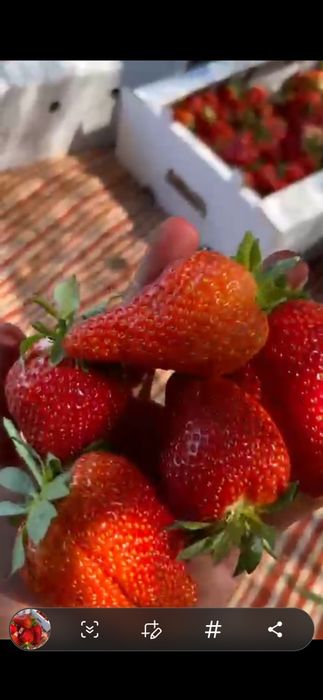 Клубника на оптом от 500кг