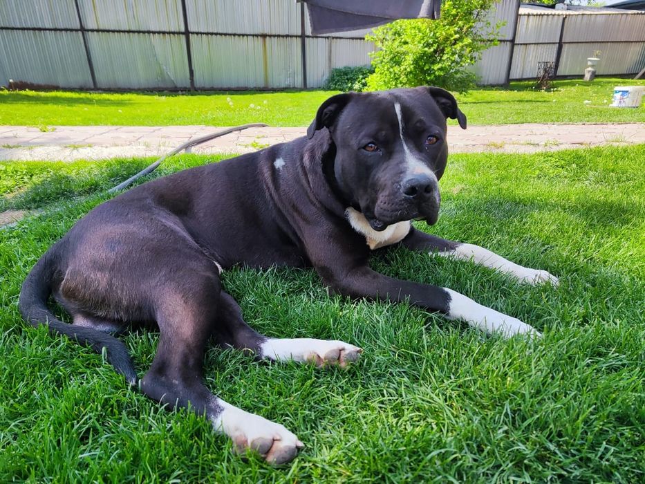 Продам щенка (девочка)