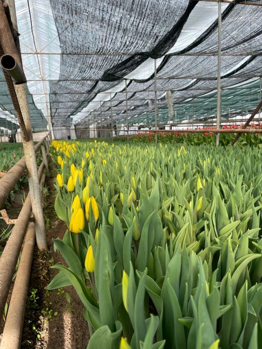 Оптом тюльпаны..