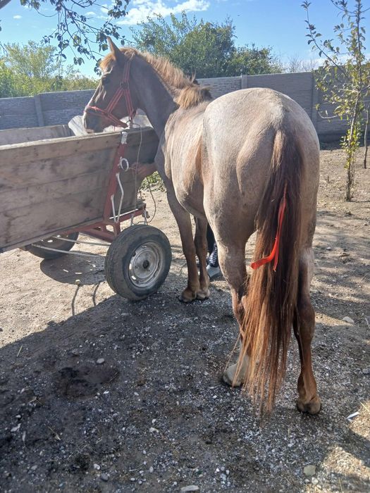 De vânzare  sau scimb armăsar forte cuminte