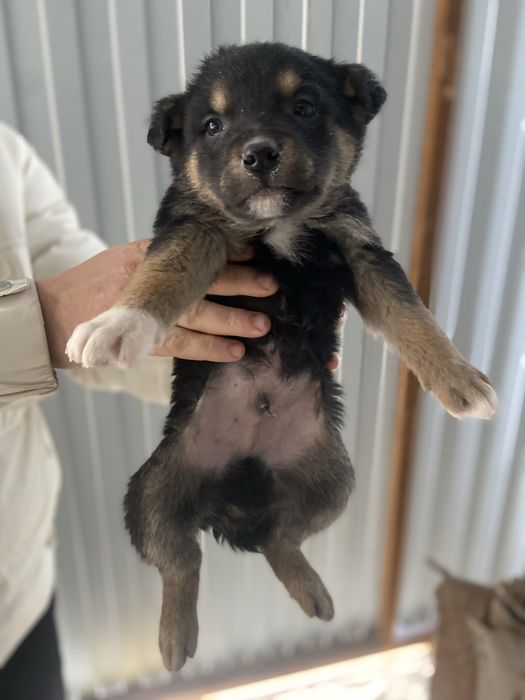 Щенки в поиске дома