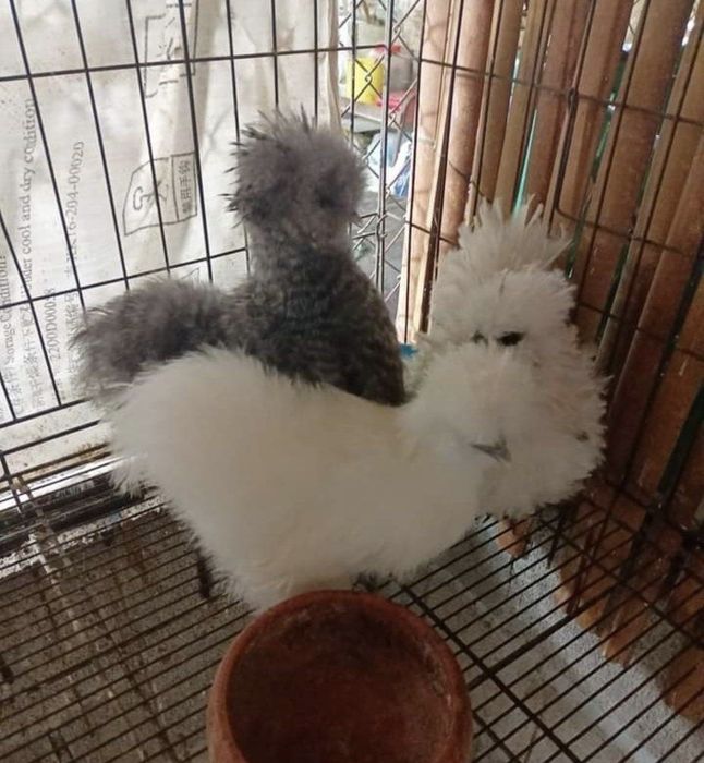 Продажа американский шолк куры