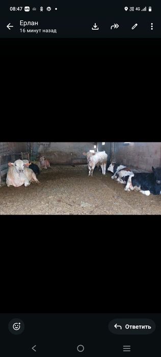 Продам упитанных бычков