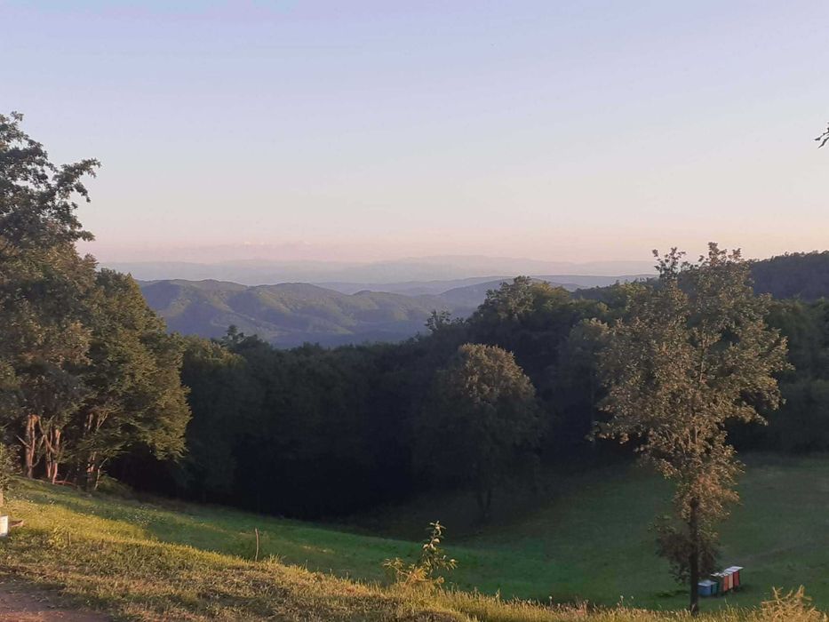 Vând miere de albine naturală din zonă de munte