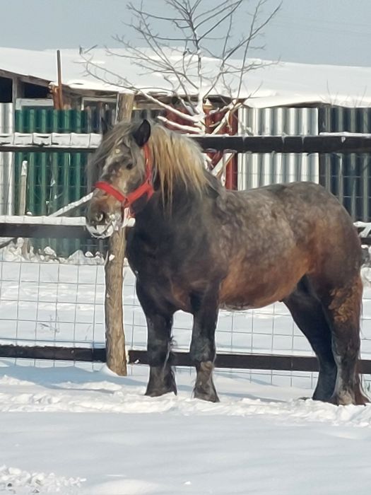 Vand armasar sur de 3 ani