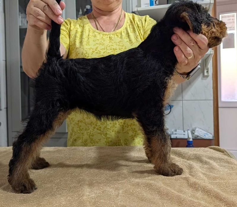 pui Airdale Terrier pedigree de exceptie