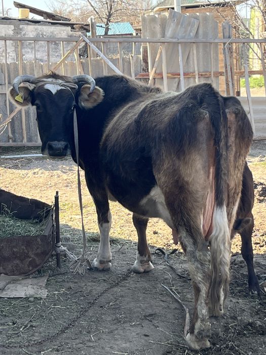 Корова стельная, 7 отёлов