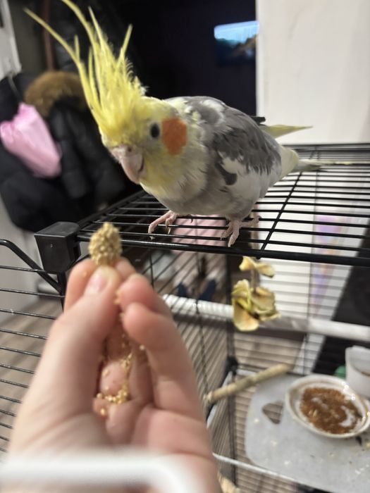 Продам попугая с клеткой