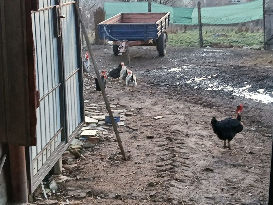 Vând 6 puici și 2 cocoși