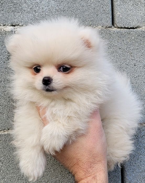 Померан-мини шпиц!!!