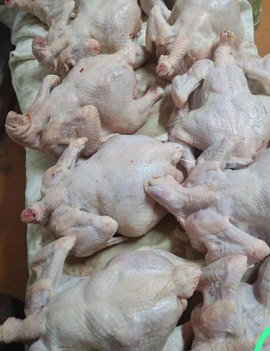 домашние бройлеры