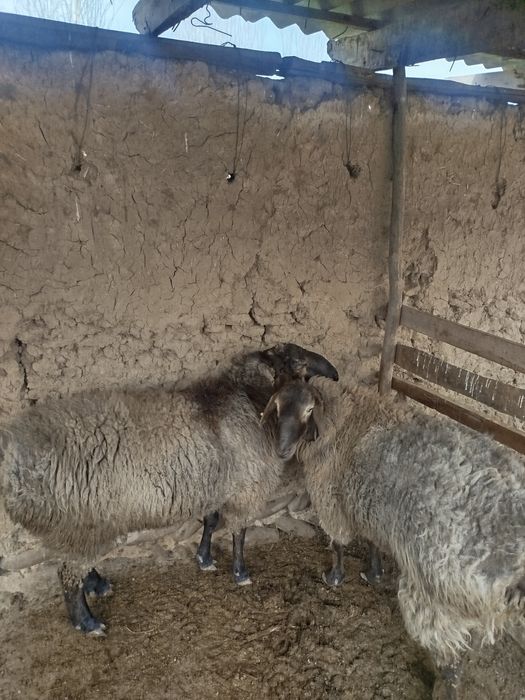 Киргиз кочкорлари эдлбай арашан гиб