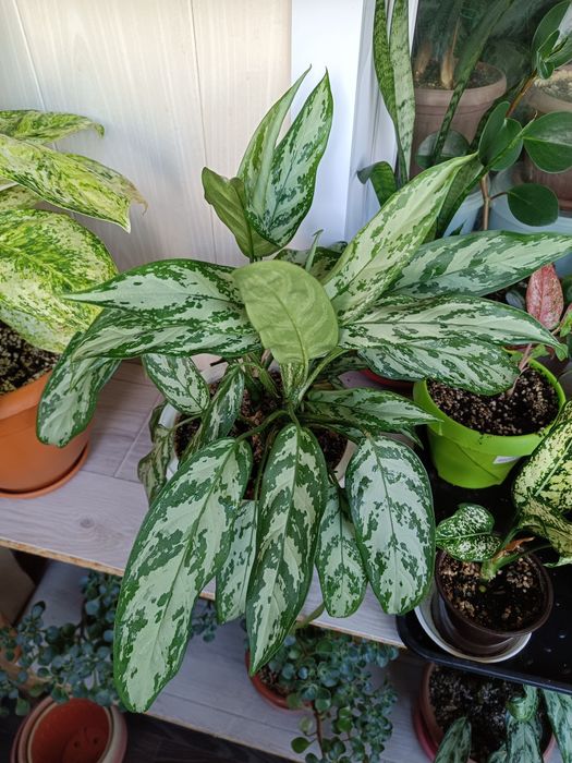 Комнатные растения