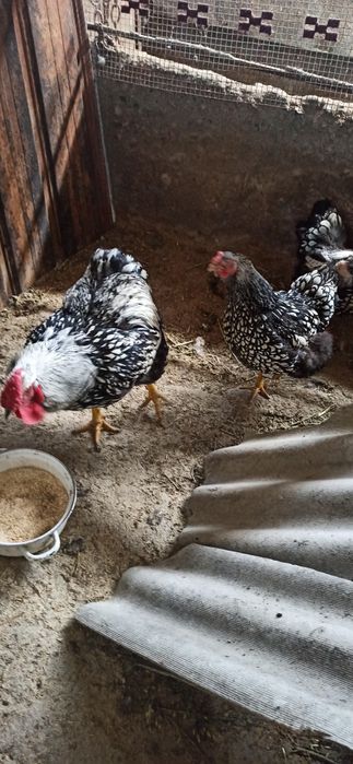 Виандот Петух, куриц нету