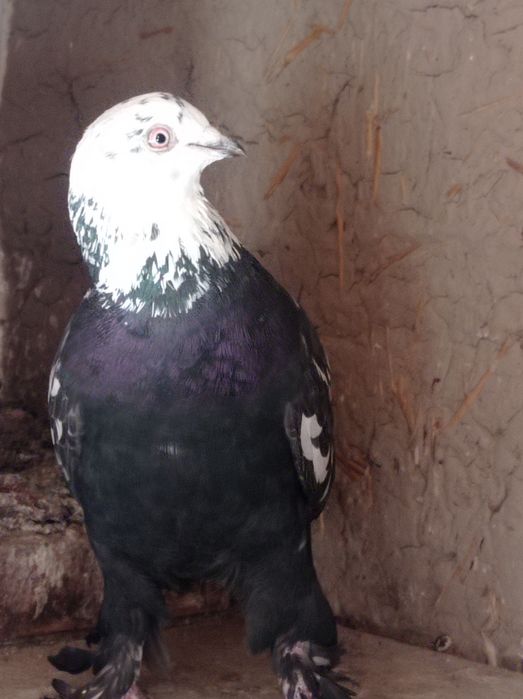 Продаются молодые голуби