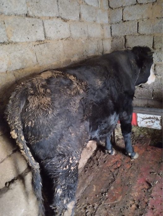 Бык,   Бұқа  сатылады