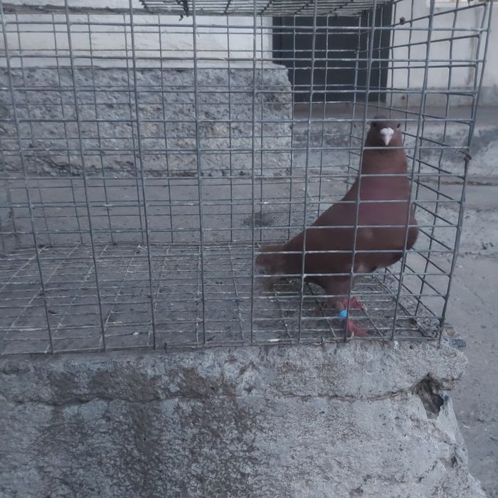 Красный лиси самец лет с игрой