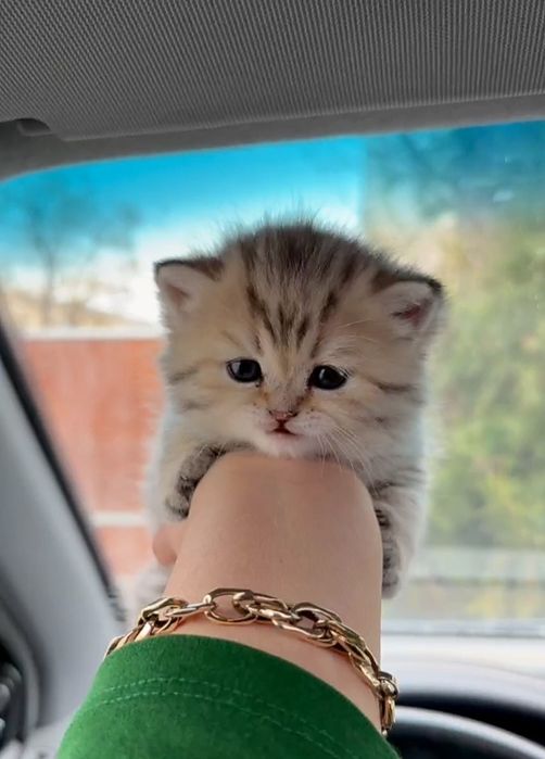 британская девочка чистокровный