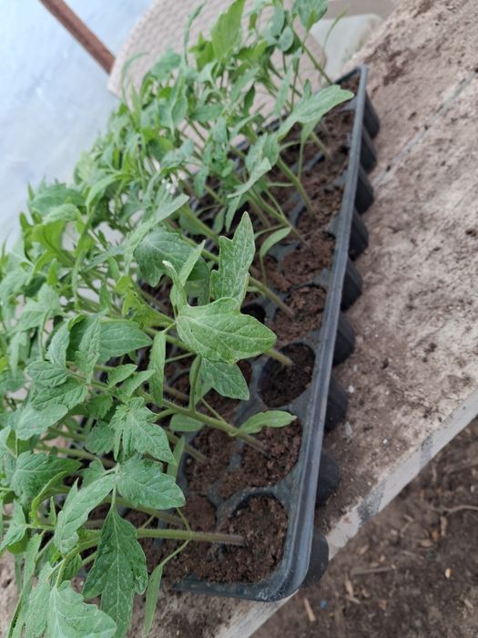 Răsaduri de vânzare