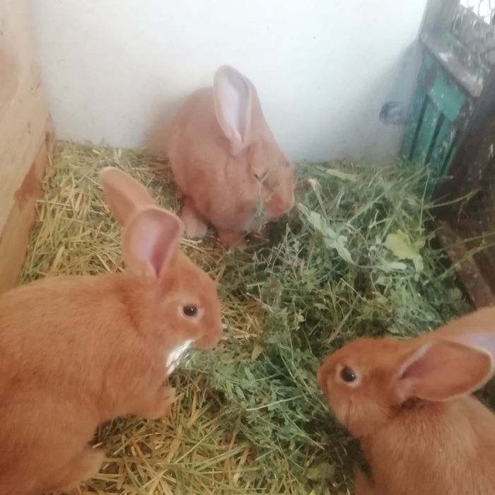 Бургундские кролики 300 000 сум