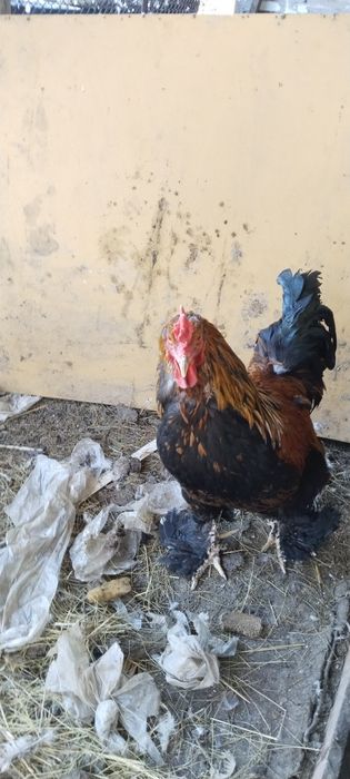 Продам петуха БРАМА