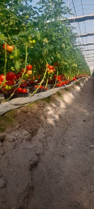 Pamidor kõchat  alamina